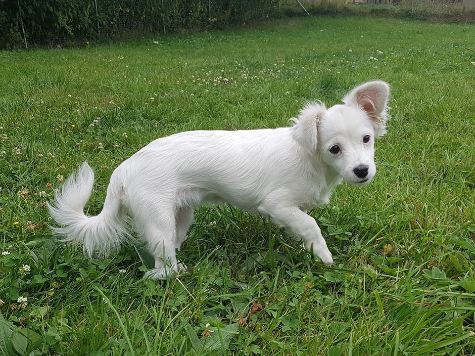 scully